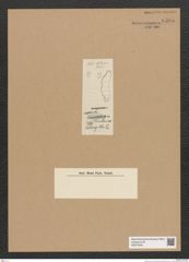 Diatomeae indet. Zeichnungen Sammlung Grunow Nr. 6595 (NHMW-BOT-W0375345)